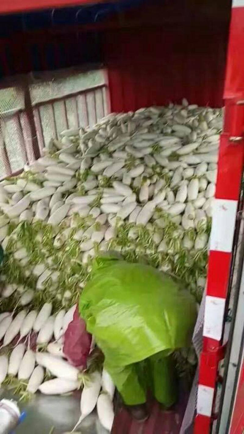 白萝卜1.5~2斤起