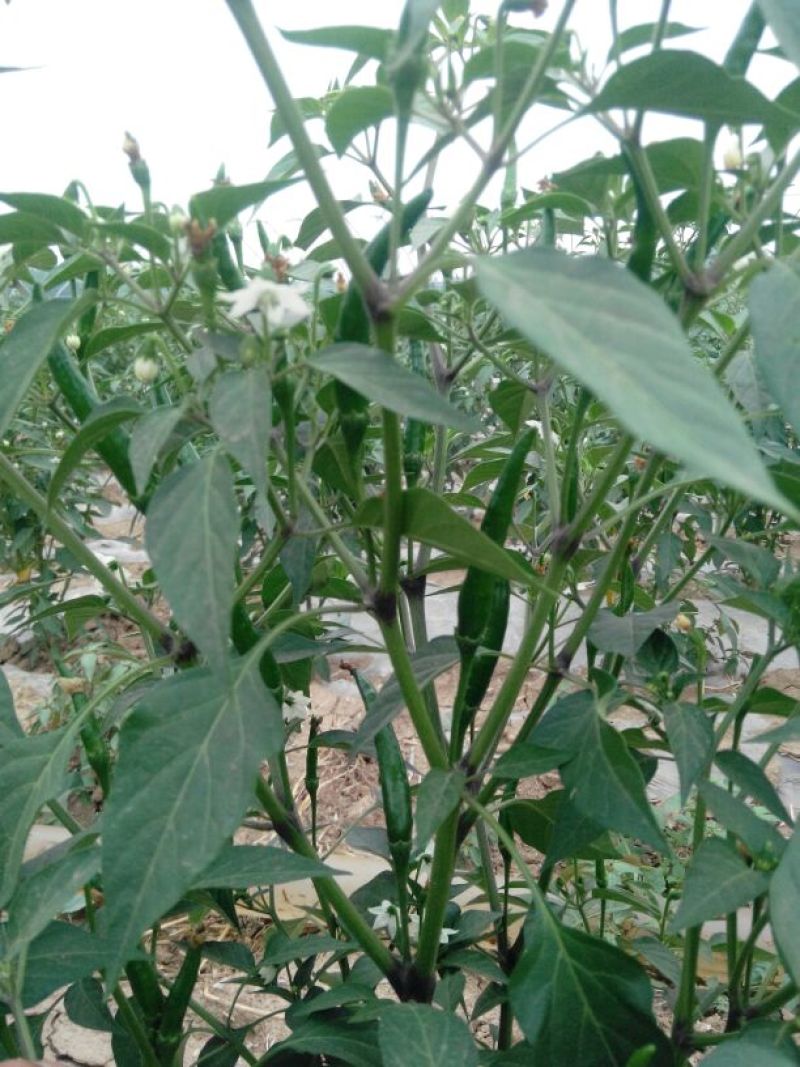 艳红辣椒5~10厘米红