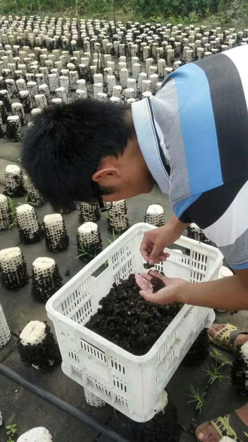干木耳特级