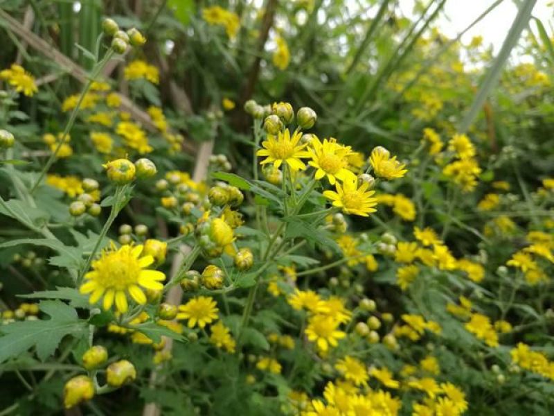 野菊花统货