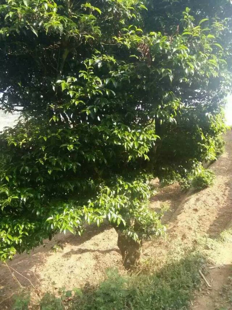 百年大树茶