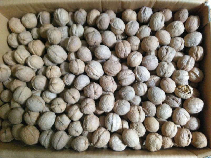 新疆185核桃