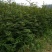 花椒苗种植基地大量出售花椒苗大红袍狮子头