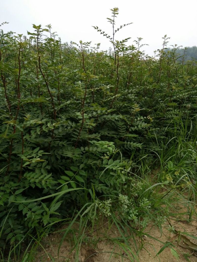 花椒苗种植基地大量出售花椒苗大红袍狮子头