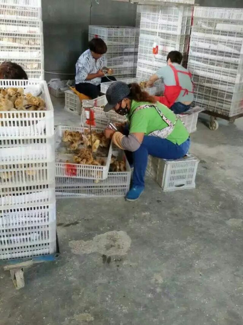 土鸡苗1斤以下
