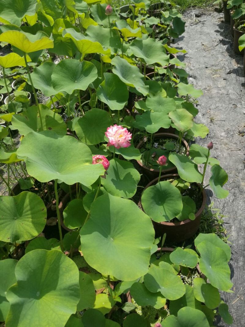 观赏荷花重瓣千瓣颜色多样荷花名品提供技术支持