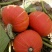 黄金二号红南瓜3~4斤以上扁圆形
