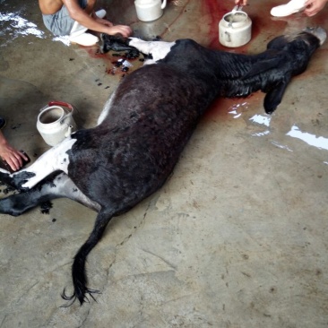 驴肉
