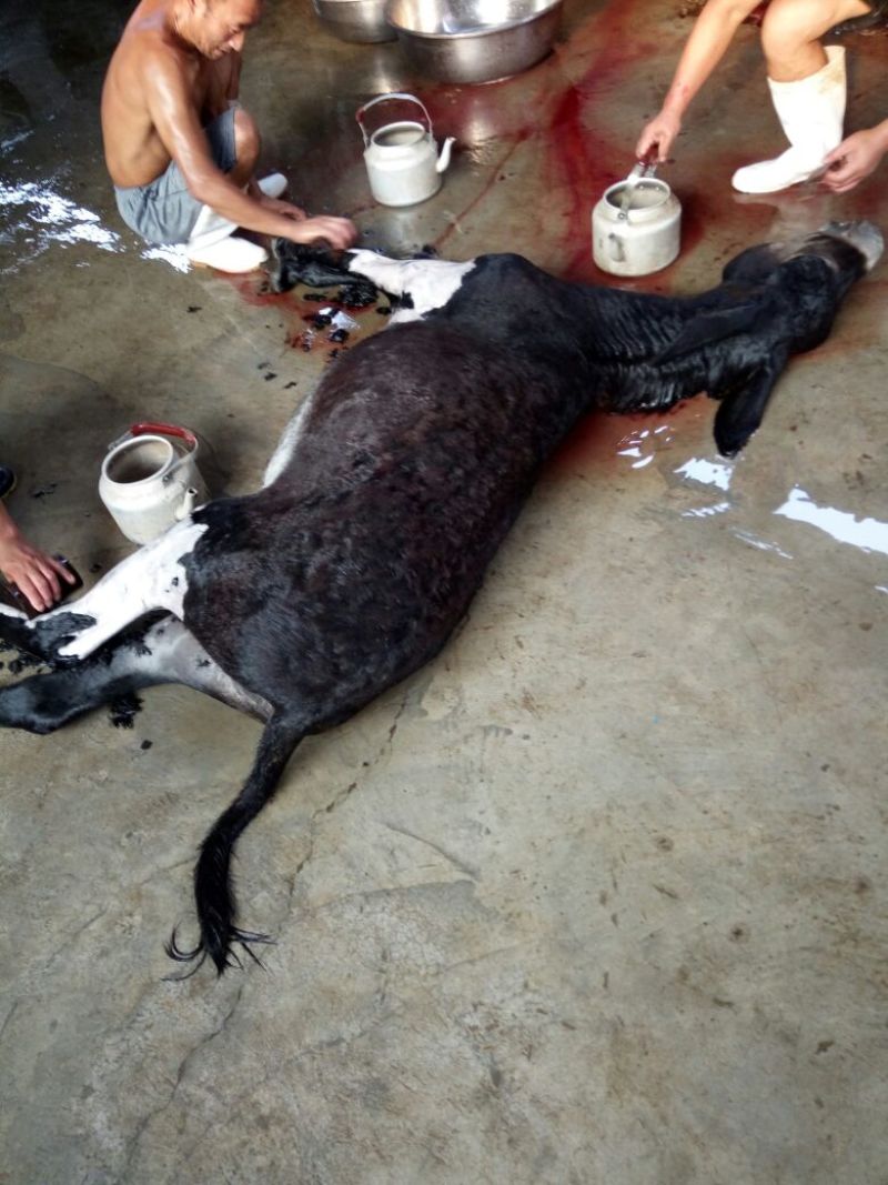 驴肉