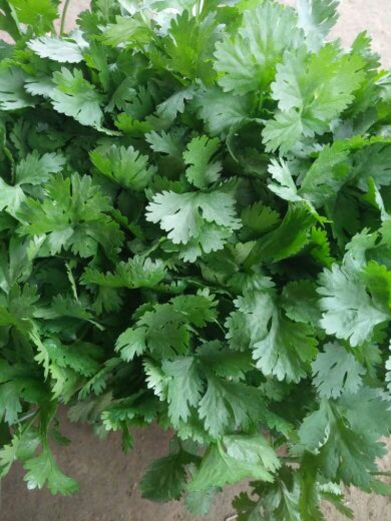 香菜20~25厘米以上质量很好，诚信第一，价格便宜，欢