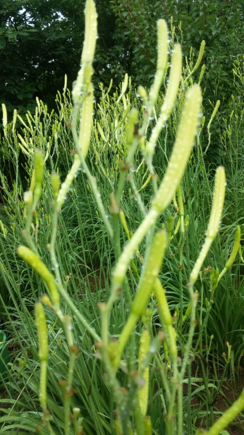 优质黄花菜，可视频看货，支持线上担保交易