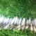 白萝卜1.5~2斤起