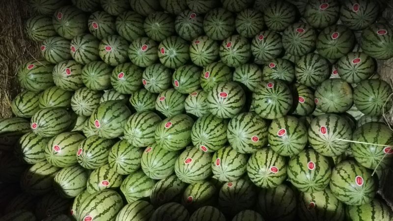 富硒西瓜金城5号金花1号