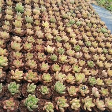 多肉植物带盆栽好