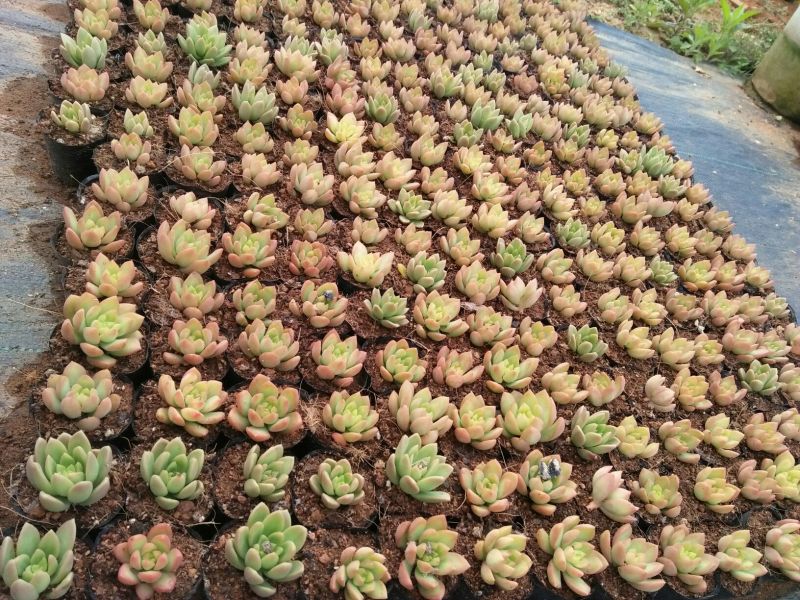 多肉植物带盆栽好