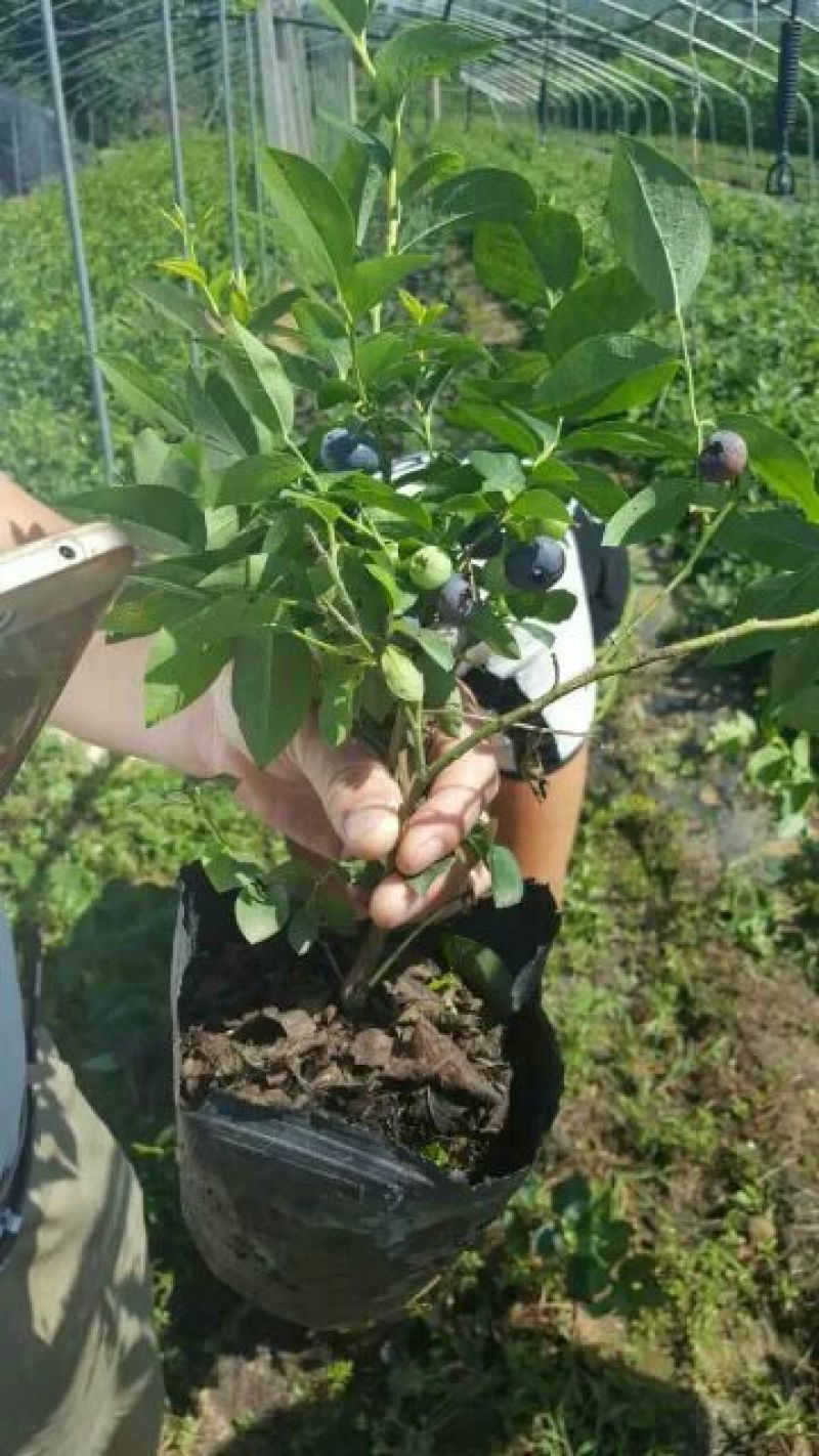 蓝莓苗0.5~1年50~80cm当年结果
