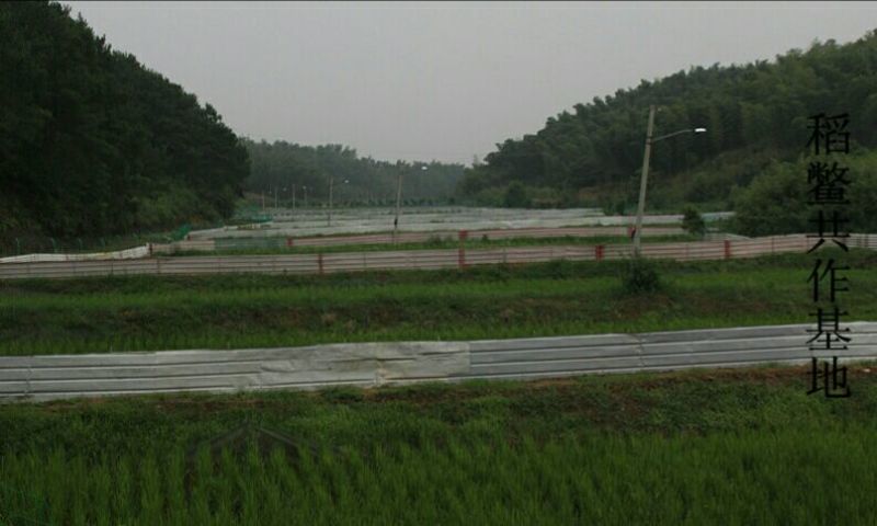 生态甲鱼1.5~2斤