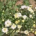 菊花茶