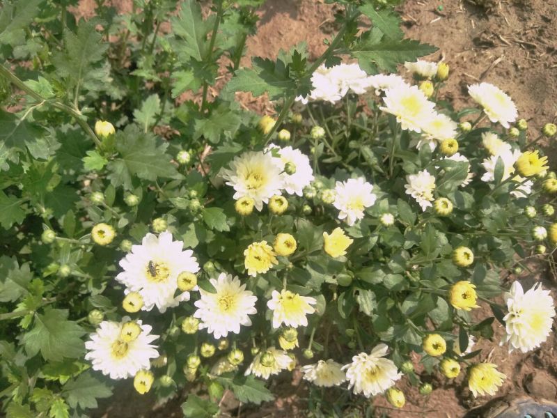 菊花茶