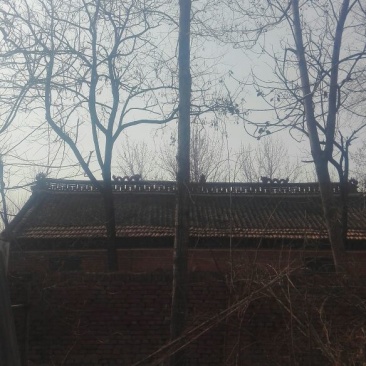 榆树