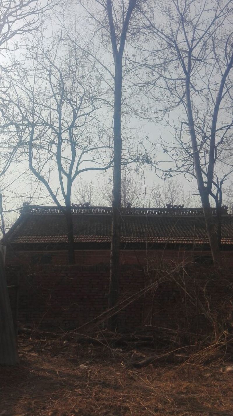 榆树