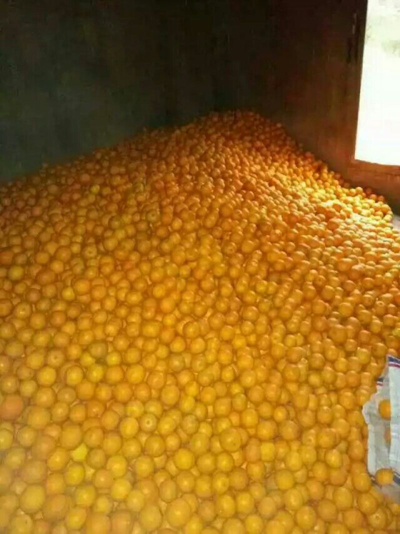 冰糖橙