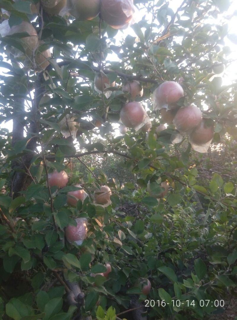 红富士苹果80mm以上膜袋