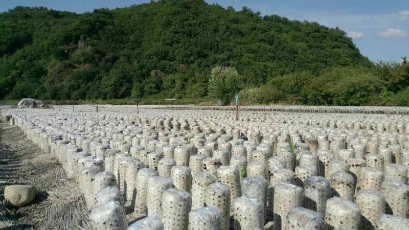 黑木耳一级