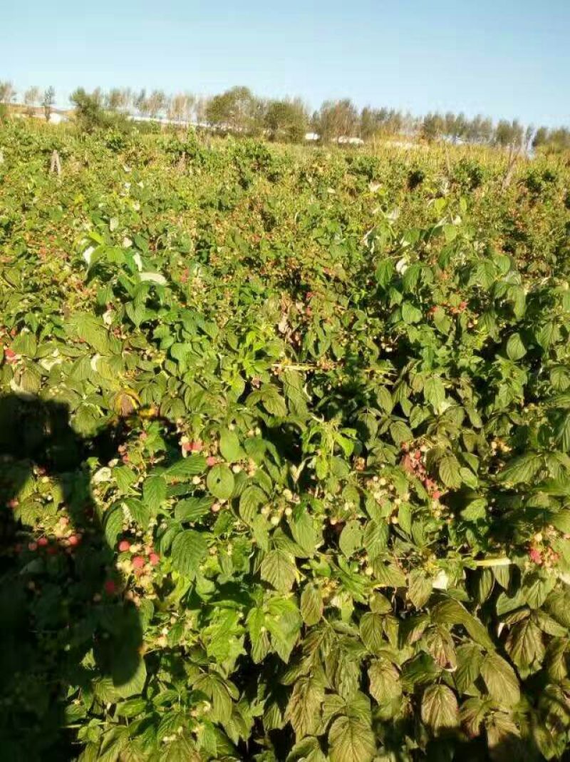 双季树莓苗10cm以下