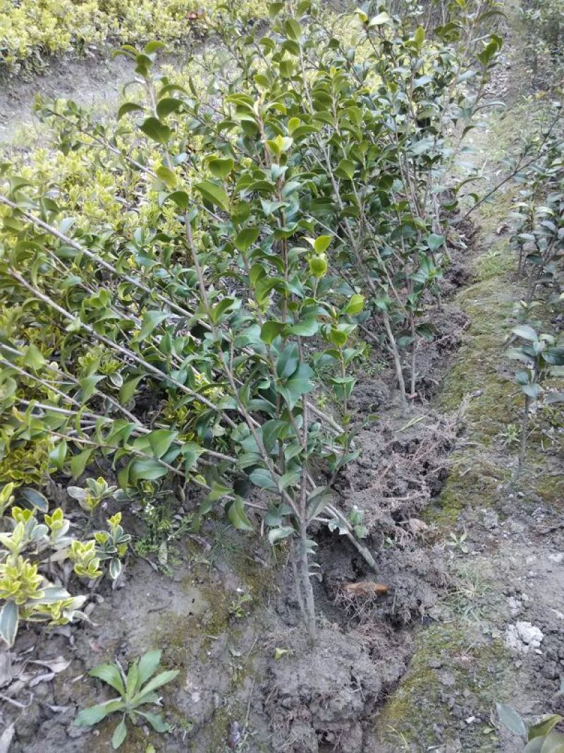 茶花茶花苗茶花树苗山茶花山茶山茶苗