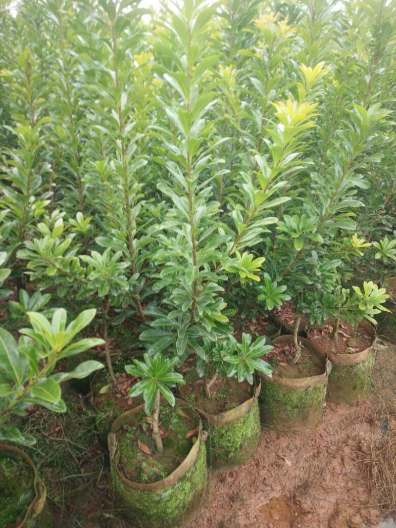 杨梅树苗1~250~100cm