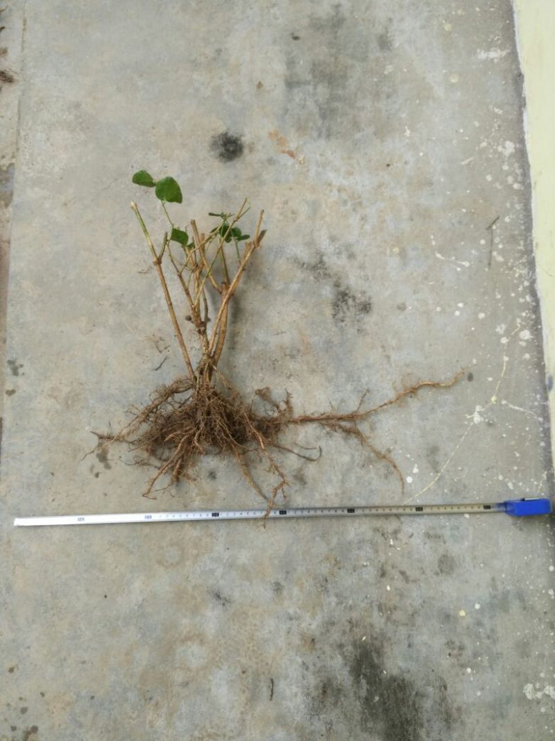 茉莉花苗30~50cm
