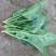 越冬菠菜25~30厘米