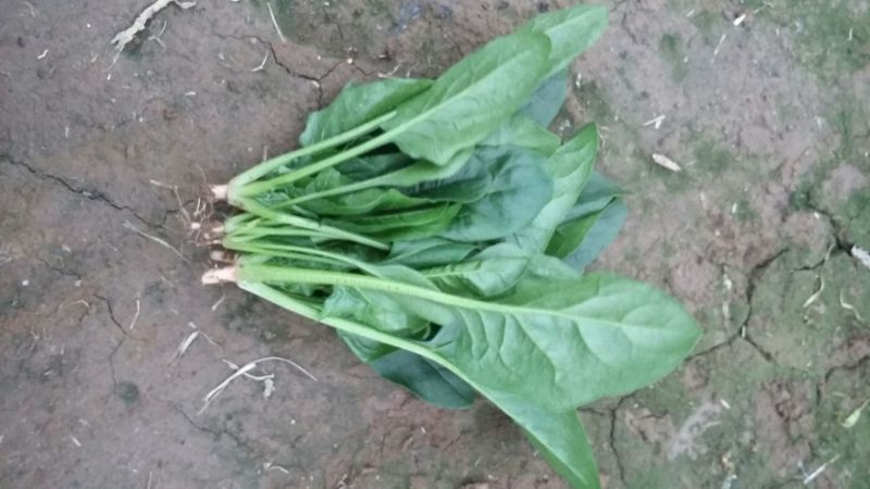 越冬菠菜25~30厘米