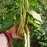 九粒白芸豆20cm以上