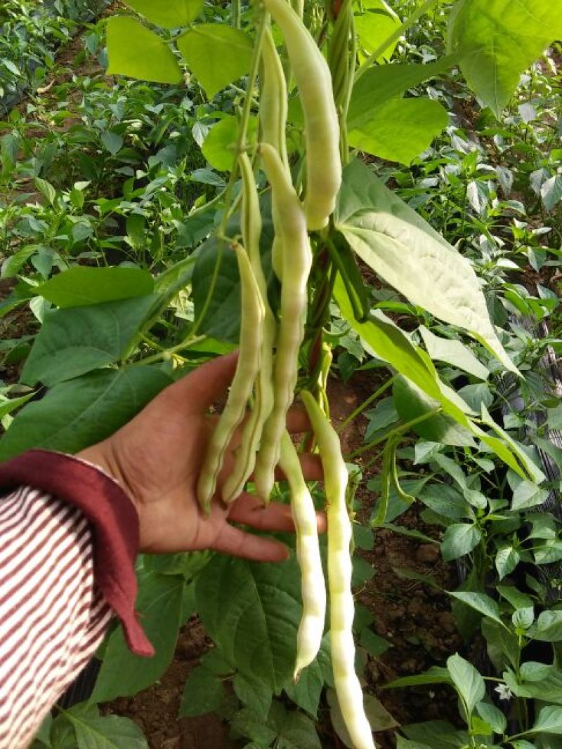 九粒白芸豆20cm以上