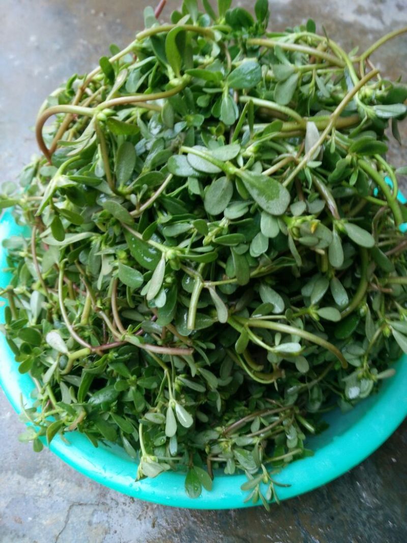 马齿苋干