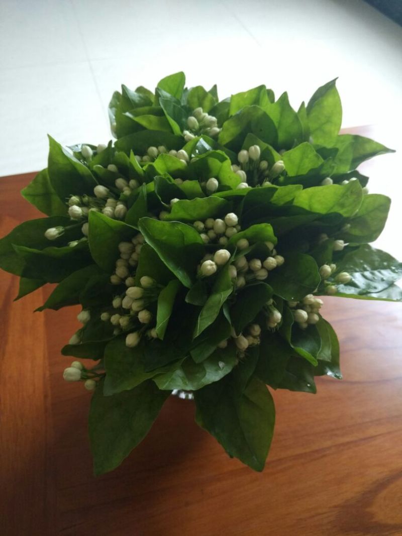 鲜切茉莉花