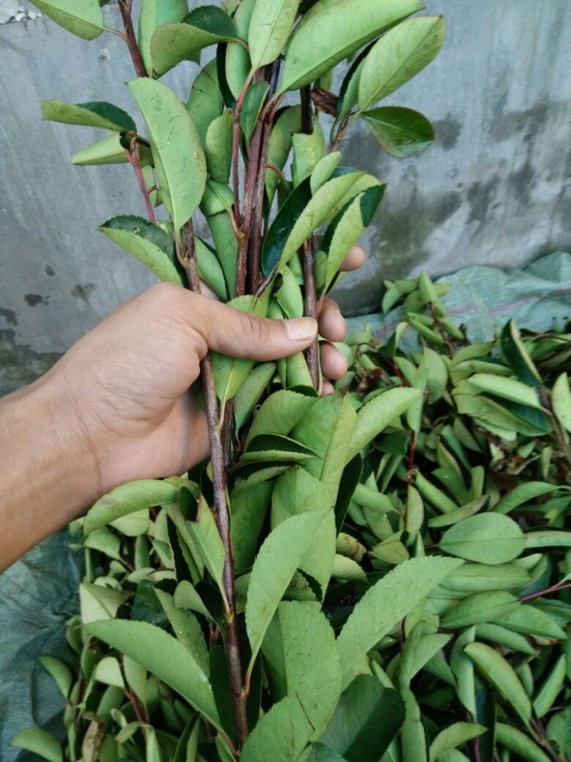 金森女贞4cm以下