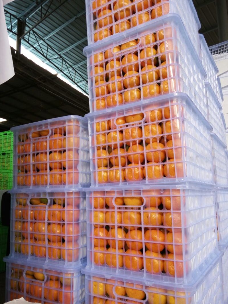 云南华宁特早精品蜜桔
