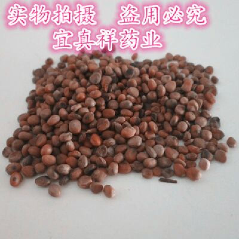 莱菔子