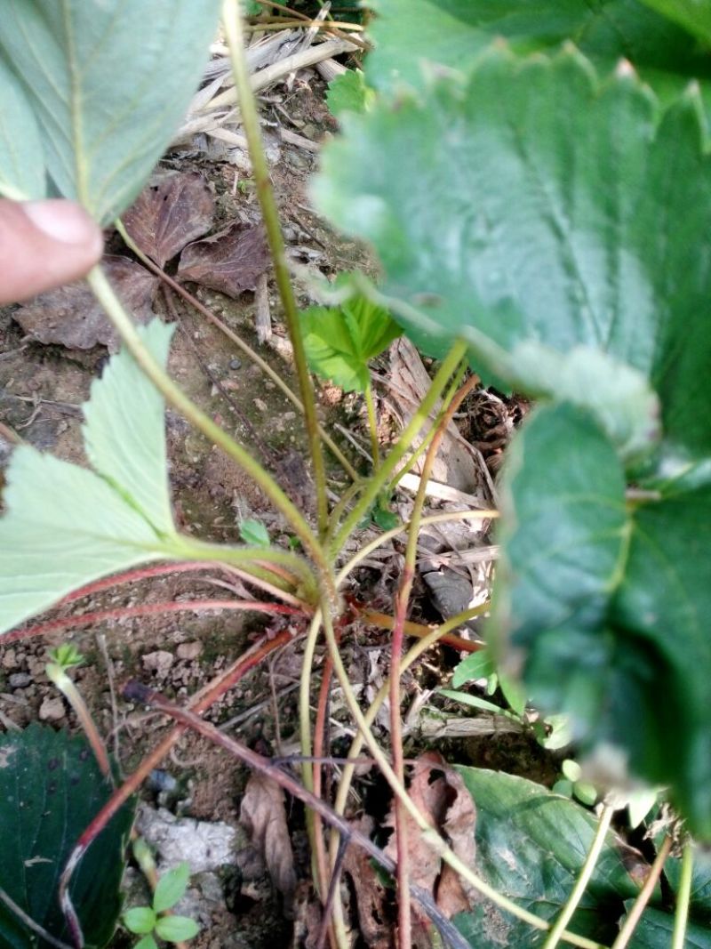 草莓苗10~20cm