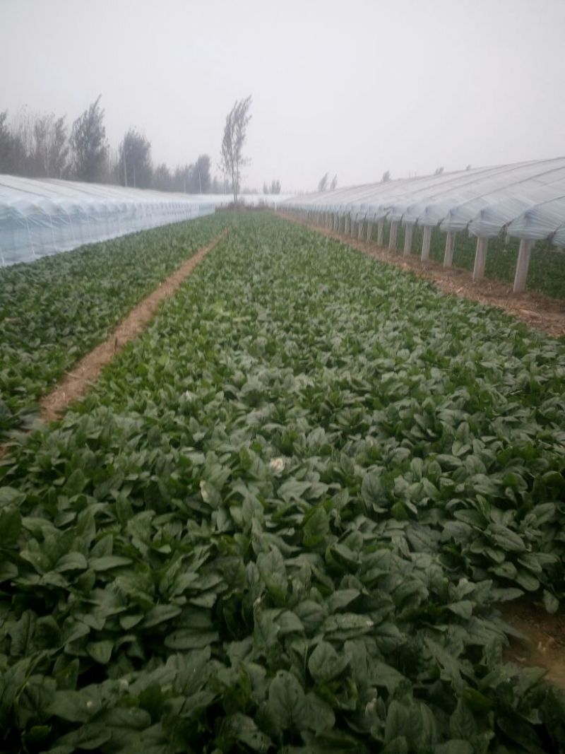 大叶菠菜15~20厘米