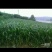 牧草