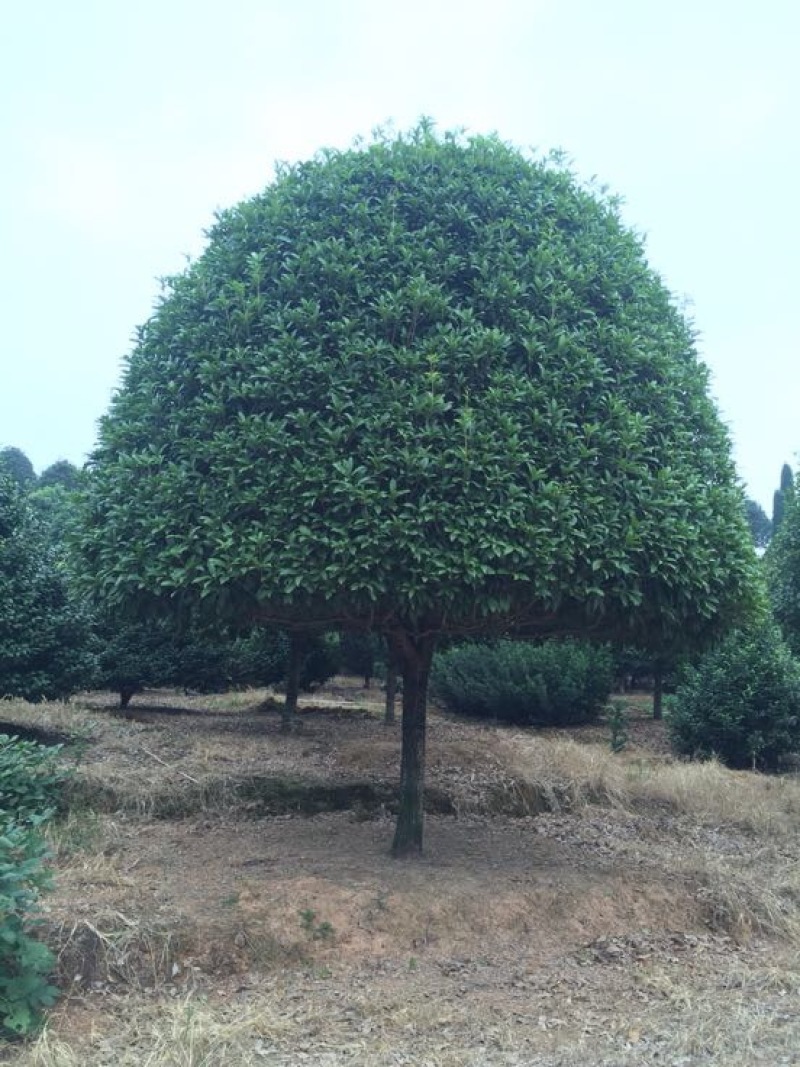 八月桂