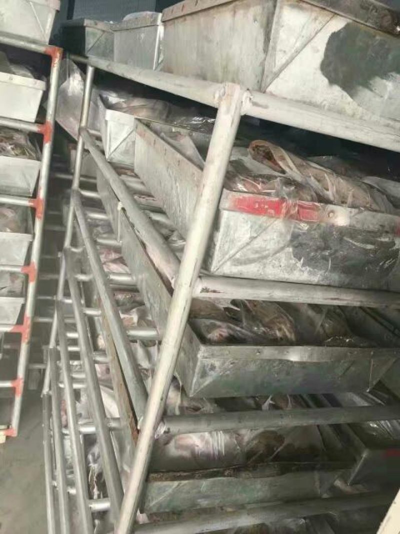 翘嘴鳜20~30cm食用冻鱼