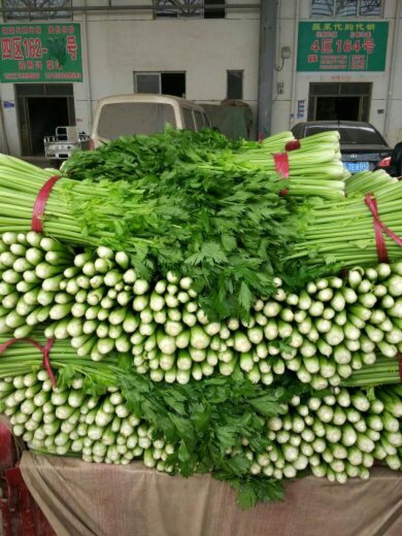 河北西芹法国皇后芹菜55cm以上茎杆脆嫩欢迎联系