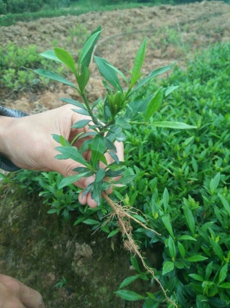 小叶栀子苗10~20cm20~30cm