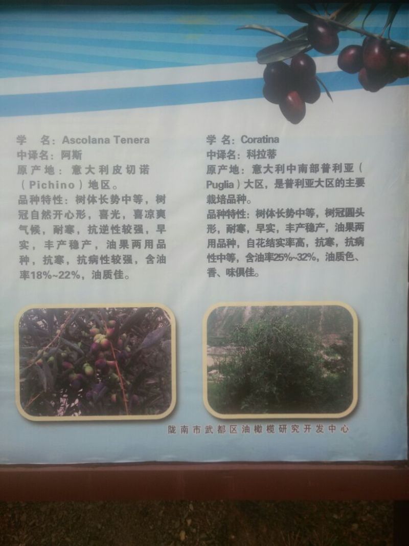 油橄榄
