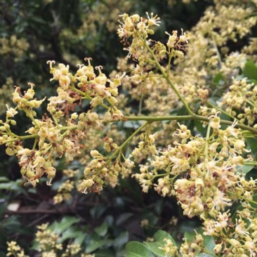 糯米糍荔枝